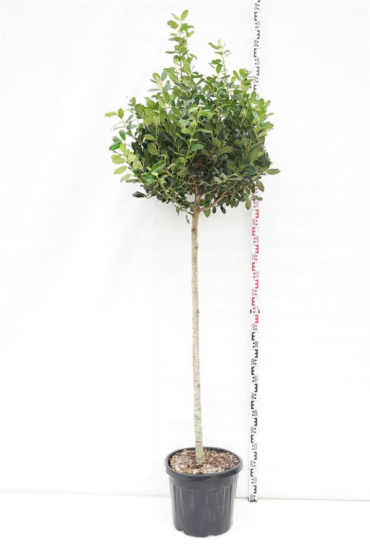 Bugienis (Lot Ilex) 'Nellie R. Stevens' C35 KOTAS 120 CM-BUGIENIAI-KRŪMAI