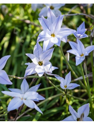 Pavasarinė žvaigždutė unif. (Lot Ipheion unif.) 'Wisley Blue'-PAVASARINĖS ŽVAIGŽDUTĖS-SVOGŪNINĖS GĖLĖS