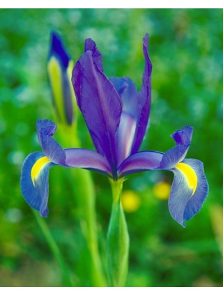 Vilkdalgiai (Lot Iris) 'Blue Magic'-VILKDALGIAI-SVOGŪNINĖS GĖLĖS