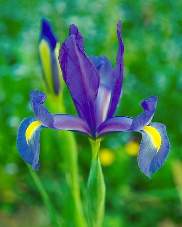 Vilkdalgiai (Lot Iris) 'Blue Magic'-VILKDALGIAI-SVOGŪNINĖS GĖLĖS