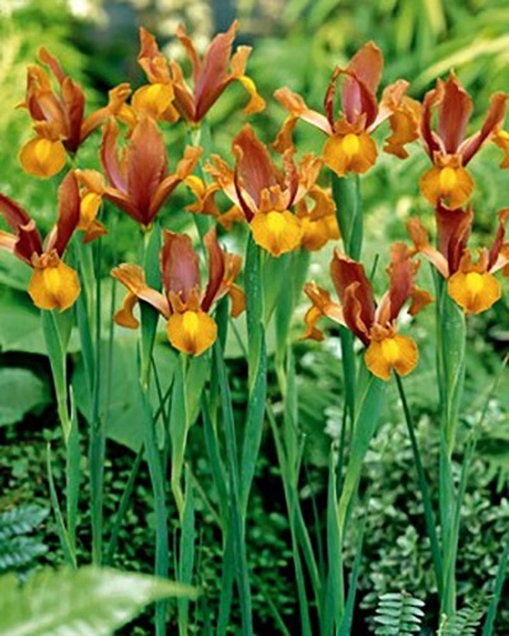 Vilkdalgiai hollandica (Lot Iris hollandica) 'Autumn Princess'-VILKDALGIAI-SVOGŪNINĖS GĖLĖS