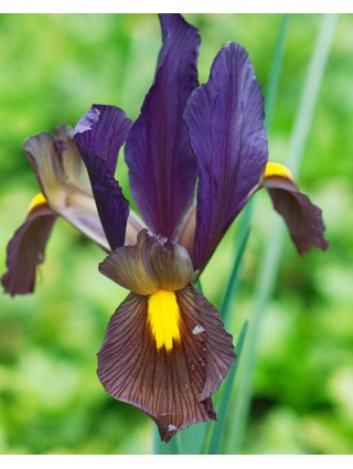 Vilkdalgiai hollandica (Lot Iris hollandica) 'Eye of Tiger'-VILKDALGIAI-SVOGŪNINĖS GĖLĖS