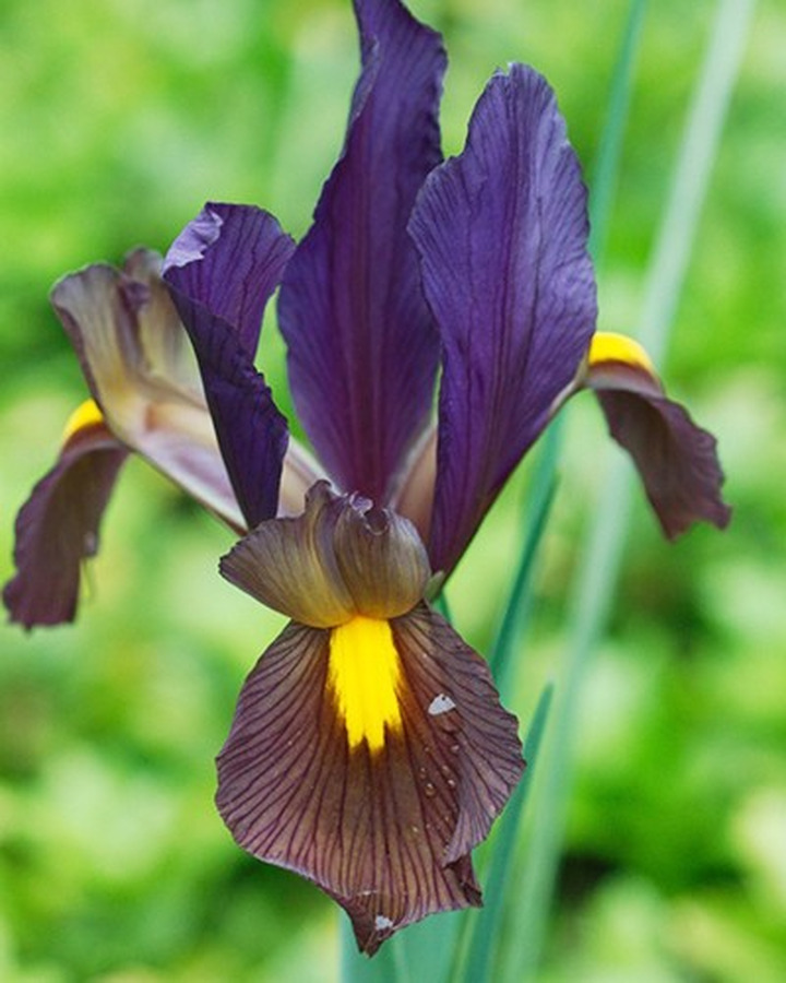 Vilkdalgiai hollandica (Lot Iris hollandica) 'Eye of Tiger'-VILKDALGIAI-SVOGŪNINĖS GĖLĖS