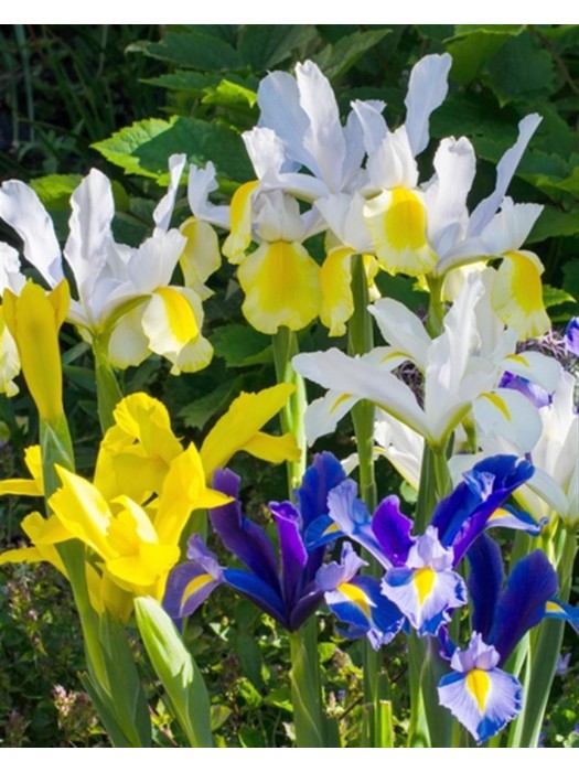 Vilkdalgiai hollandica gemengd (Lot Iris hollandica gemengd)-VILKDALGIAI-SVOGŪNINĖS GĖLĖS