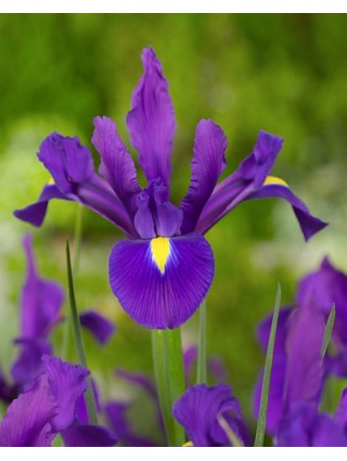 Vilkdalgiai hollandica (Lot Iris hollandica) 'Purple Sensation'-VILKDALGIAI-SVOGŪNINĖS GĖLĖS