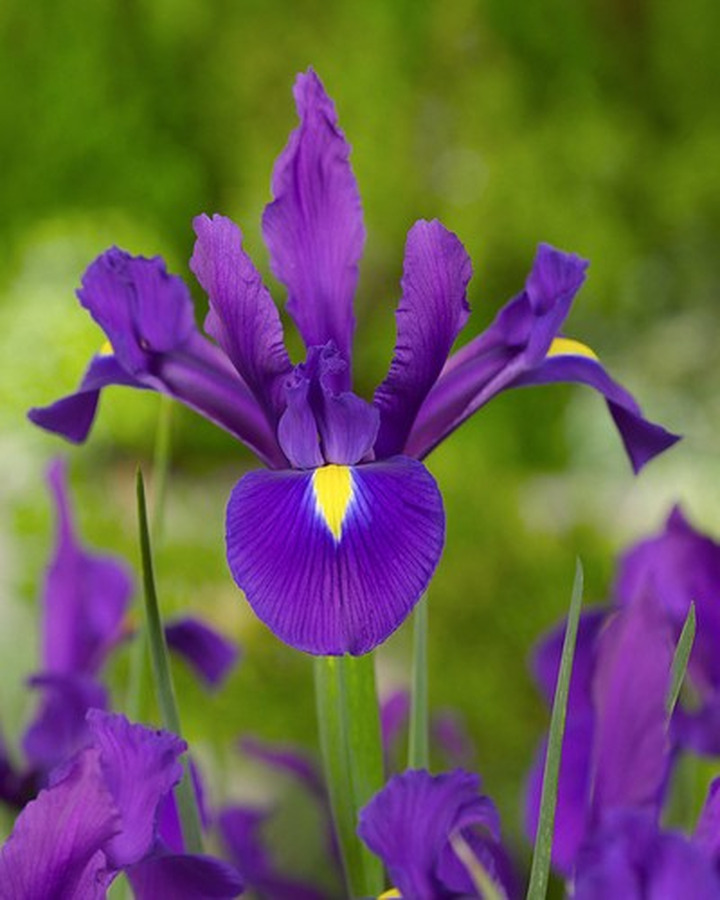 Vilkdalgiai hollandica (Lot Iris hollandica) 'Purple Sensation'-VILKDALGIAI-SVOGŪNINĖS GĖLĖS