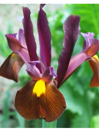 Vilkdalgiai hollandica (Lot Iris hollandica) 'Red Ember'-VILKDALGIAI-SVOGŪNINĖS GĖLĖS