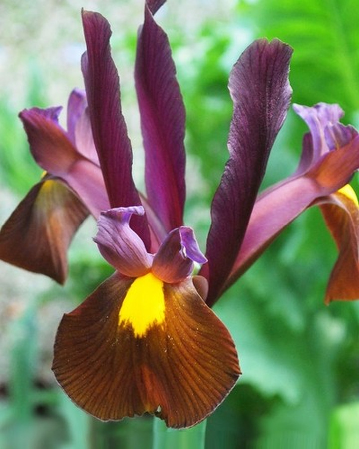 Vilkdalgiai hollandica (Lot Iris hollandica) 'Red Ember'-VILKDALGIAI-SVOGŪNINĖS GĖLĖS