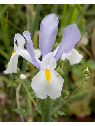 Vilkdalgiai hollandica (Lot Iris hollandica) 'Silvery Beauty'-VILKDALGIAI-SVOGŪNINĖS GĖLĖS