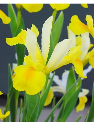 Vilkdalgiai hollandica (Lot Iris hollandica) 'Symphony'-VILKDALGIAI-SVOGŪNINĖS GĖLĖS