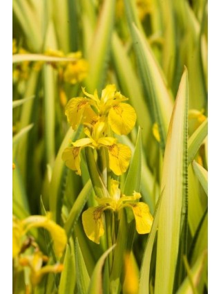 Vilkdalgiai pseudac. (Lot Iris pseudac.) 'Variegata' 18X18 CM-VILKDALGIAI-SVOGŪNINĖS GĖLĖS