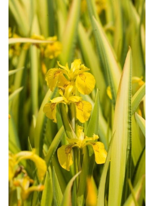 Vilkdalgiai pseudac. (Lot Iris pseudac.) 'Variegata' P9-VILKDALGIAI-SVOGŪNINĖS GĖLĖS