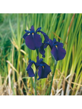 Vilkdalgiai kaempferi (Lot Iris kaempferi) 18X18 CM-VILKDALGIAI-SVOGŪNINĖS GĖLĖS