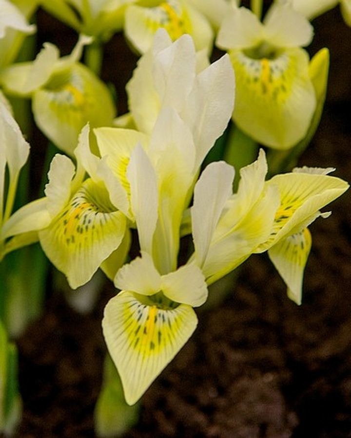 Vilkdalgiai (Lot Iris) 'Katharines Gold'-VILKDALGIAI-SVOGŪNINĖS GĖLĖS