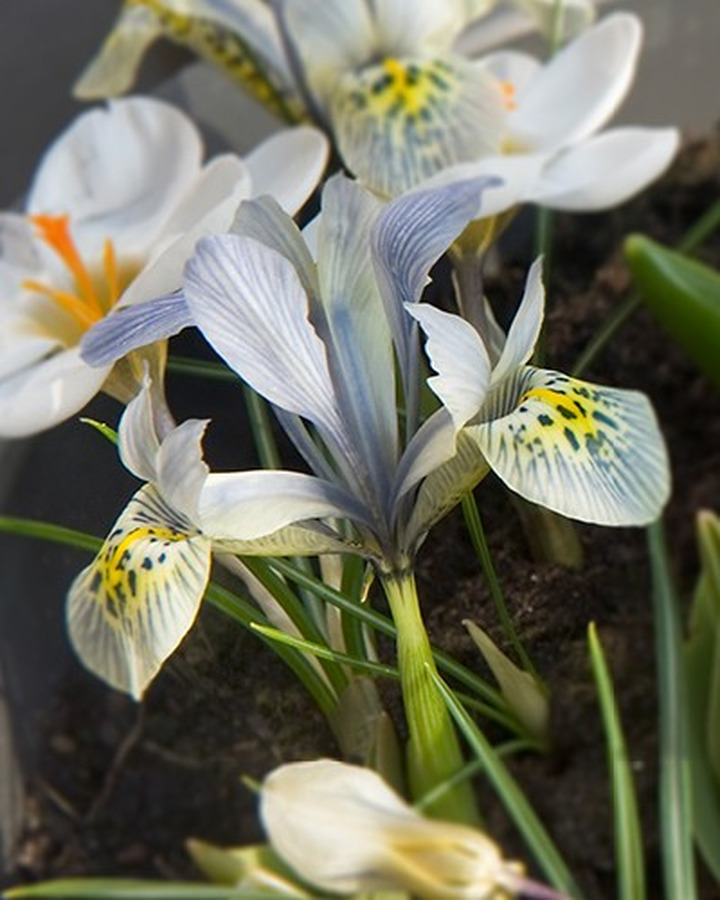 Vilkdalgiai (Lot Iris) 'Katharine Hodgkin'-VILKDALGIAI-SVOGŪNINĖS GĖLĖS