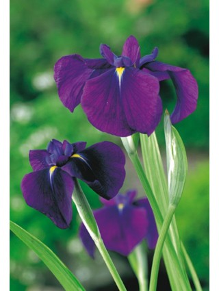 Vilkdalgiai kaemp. (Lot Iris kaemp.) 'Variegata' P9-VILKDALGIAI-SVOGŪNINĖS GĖLĖS