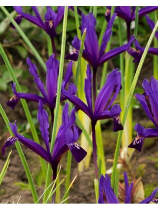 Vilkdalgiai tinkliniai (Lot Iris ret.) 'Pauline'-VILKDALGIAI-SVOGŪNINĖS GĖLĖS