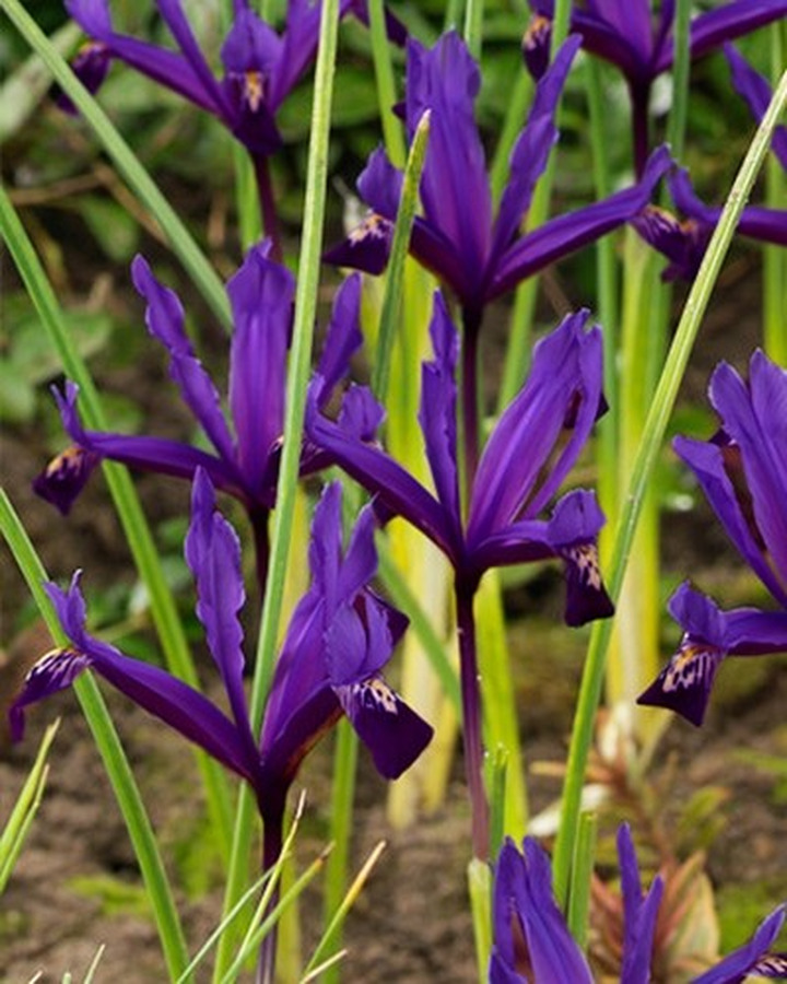 Vilkdalgiai tinkliniai (Lot Iris ret.) 'Pauline'-VILKDALGIAI-SVOGŪNINĖS GĖLĖS