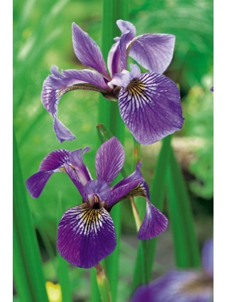 Įvairiaspalviai vilkdalgiai (Lot Iris versicolor) 18X18 CM-VILKDALGIAI-SVOGŪNINĖS GĖLĖS