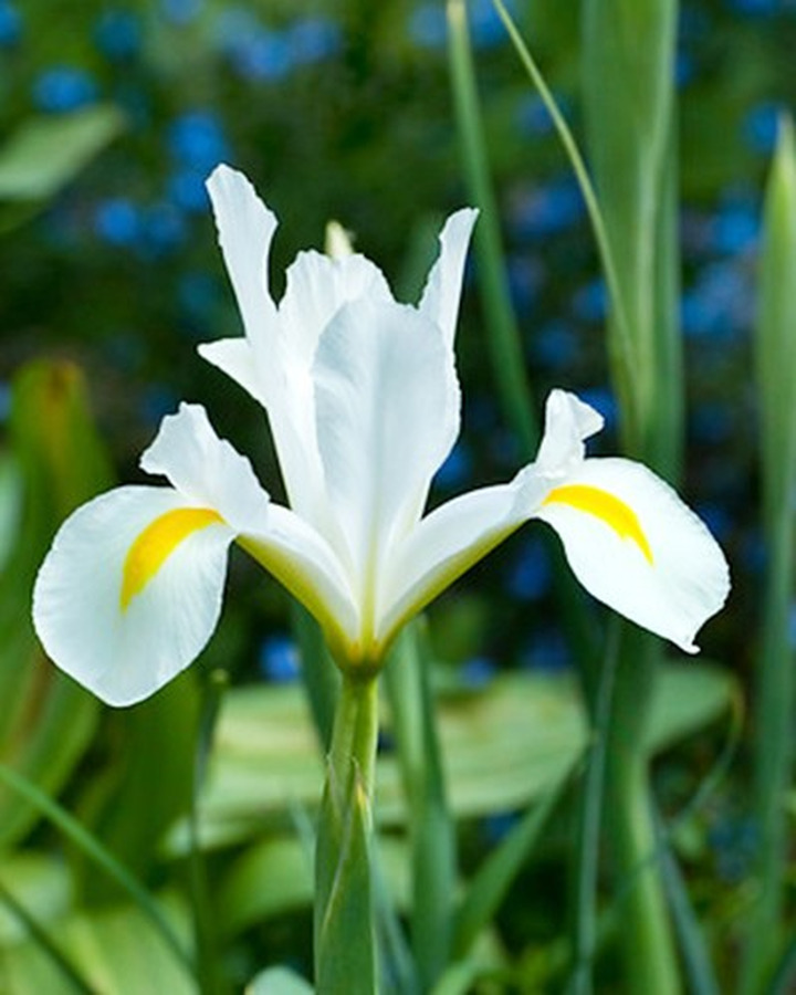 Vilkdalgiai (Lot Iris) 'White van Vliet'-VILKDALGIAI-SVOGŪNINĖS GĖLĖS