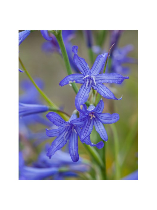 Ixiolirion tartaricum (Lot Ixiolirion tartaricum)-KITI-DAUGIAMETĖS GĖLĖS