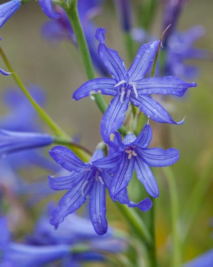 Ixiolirion tartaricum (Lot Ixiolirion tartaricum)-KITI-DAUGIAMETĖS GĖLĖS