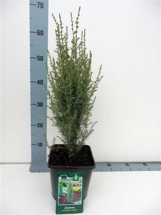 Kadagys paprastasis (Lot Juniperus comm.) 'Arnold' C3/P19 30-35 CM-KADAGIAI-SPYGLIUOČIAI