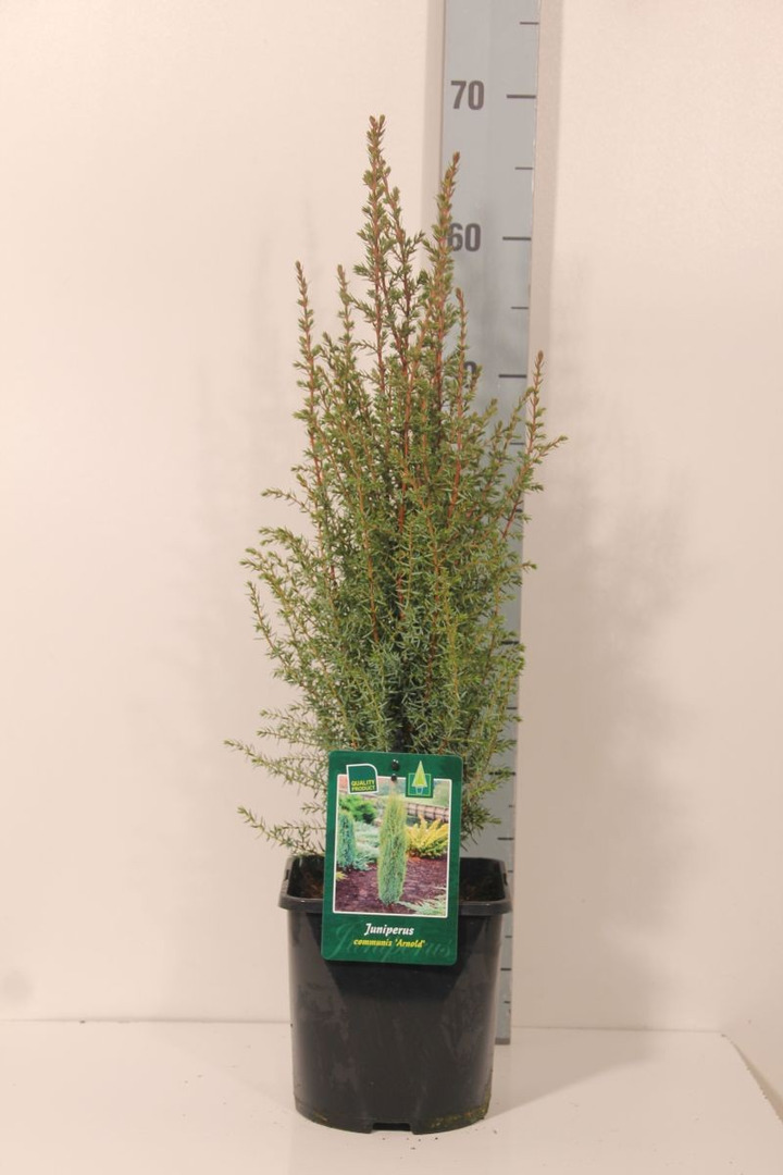 Kadagys paprastasis (Lot Juniperus comm.) 'Arnold' C3/P19 30-35 CM-KADAGIAI-SPYGLIUOČIAI