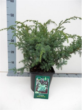 Kadagys kininis (Lot Juniperus chin.) 'Blue Alps' C3/P19 30-35 CM-KADAGIAI-SPYGLIUOČIAI