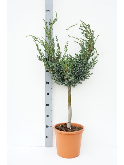 Kadagys kininis (Lot Juniperus chin.) 'Blue Alps' C9 KOTAS 40 CM-KADAGIAI-SPYGLIUOČIAI