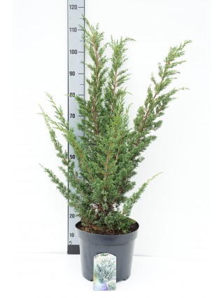 Kadagys kininis (Lot Juniperus chin.) 'Blaauw' C10 60-80 CM-KADAGIAI-SPYGLIUOČIAI