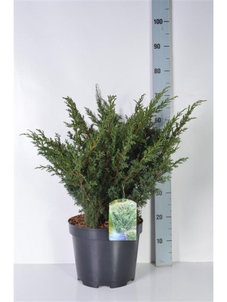 Kadagys kininis (Lot Juniperus chin.) 'Blaauw' C10 50-60 CM-KADAGIAI-SPYGLIUOČIAI