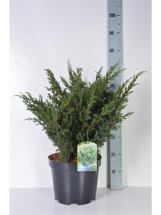 Kadagys kininis (Lot Juniperus chin.) 'Blaauw' C10 50-60 CM-KADAGIAI-SPYGLIUOČIAI