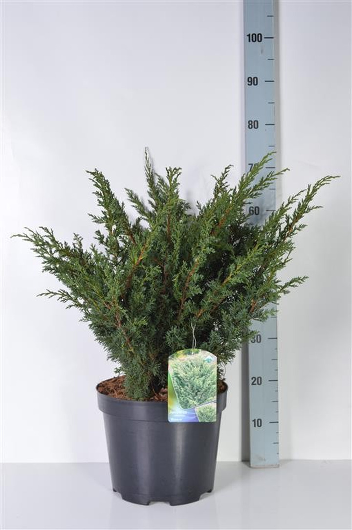 Kadagys kininis (Lot Juniperus chin.) 'Blaauw' C10 50-60 CM-KADAGIAI-SPYGLIUOČIAI