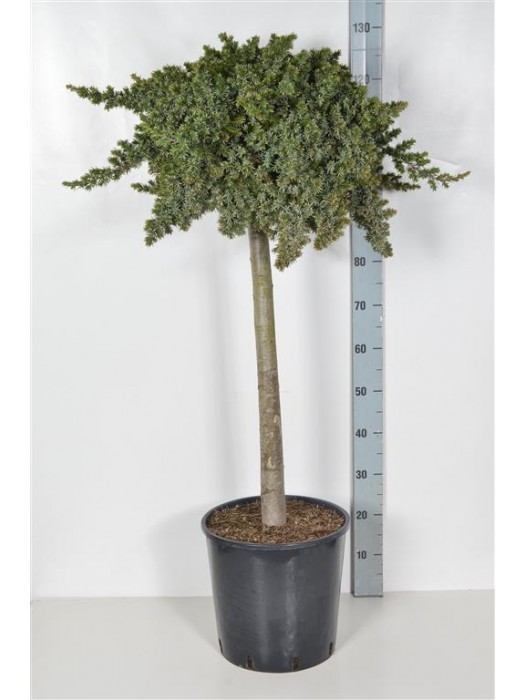 Kadagys pajūrinis (Lot Juniperus conf.) 'Blue Pacific' C18 KOTAS 60 CM-KADAGIAI-SPYGLIUOČIAI