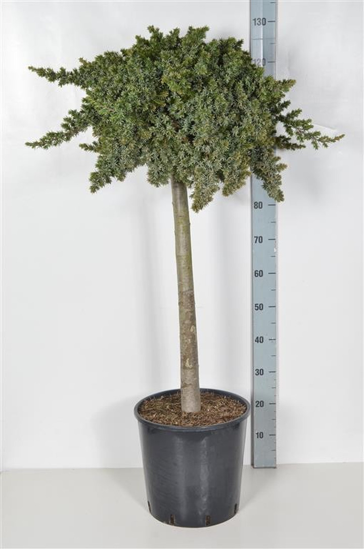 Kadagys pajūrinis (Lot Juniperus conf.) 'Blue Pacific' C18 KOTAS 60 CM-KADAGIAI-SPYGLIUOČIAI