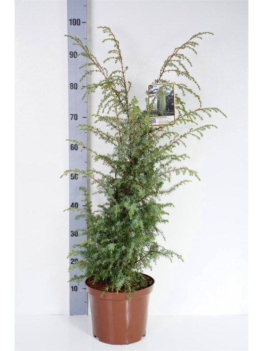Kadagys kininis (Lot Juniperus c.) 'Excelsa' C5/P23 40-60 CM-KADAGIAI-SPYGLIUOČIAI