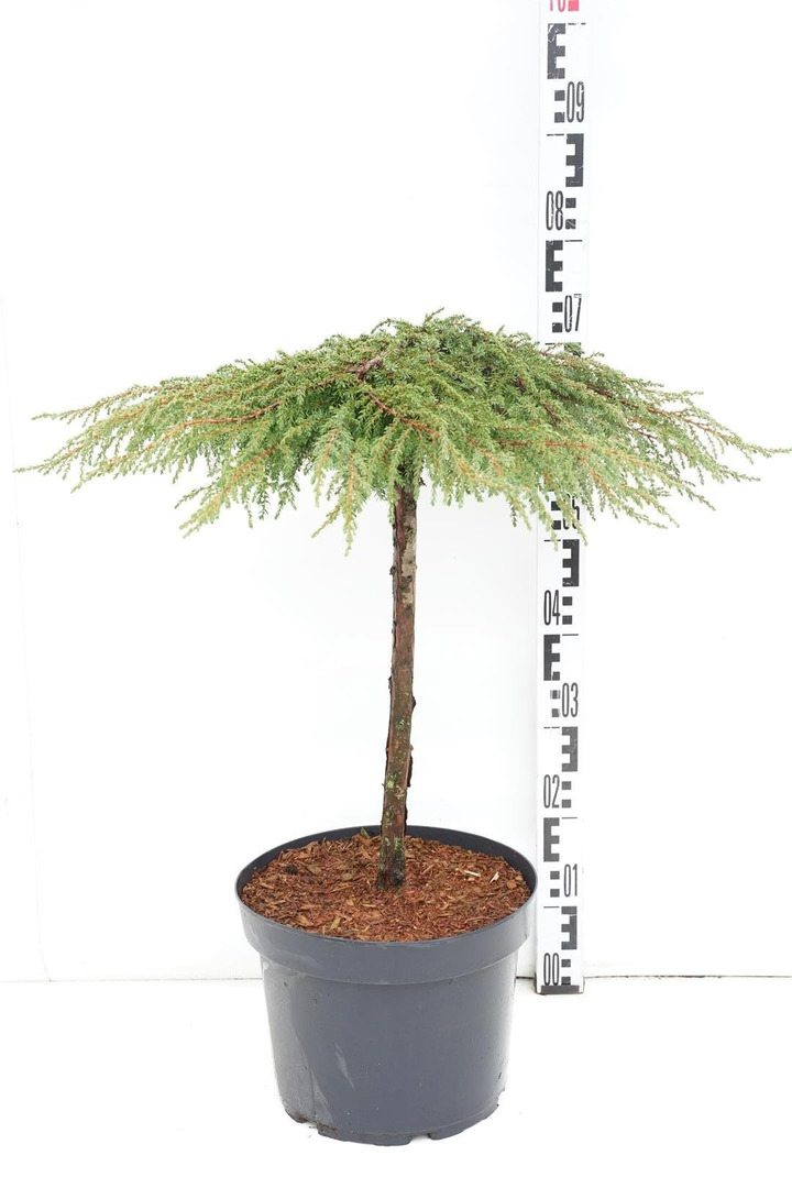 Kadagys paprastasis (Lot Juniperus comm.) 'Green Carpet' C10 KOTAS 50 CM-KADAGIAI-SPYGLIUOČIAI