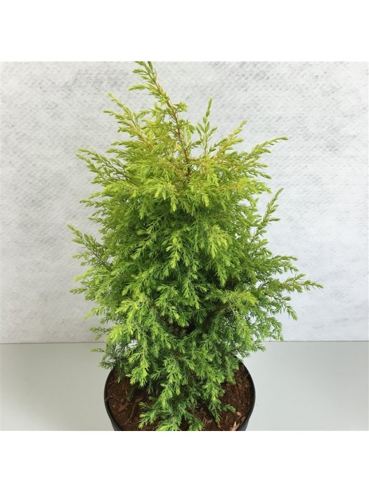 Kadagys paprastasis (Lot Juniperus comm.) 'Gold Cone' C3/P19 25-30 CM-KADAGIAI-SPYGLIUOČIAI