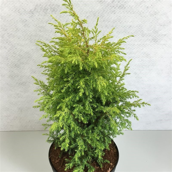 Kadagys paprastasis (Lot Juniperus comm.) 'Gold Cone' C3/P19 25-30 CM-KADAGIAI-SPYGLIUOČIAI