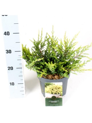 Kadagys paprastasis (Lot Juniperus comm.) 'Goldschatz' C2,5/P18 20-25 CM-KADAGIAI-SPYGLIUOČIAI