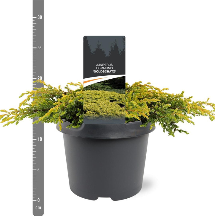 Kadagys paprastasis (Lot Juniperus comm.) 'Goldschatz' C3/P19 20-25 CM-KADAGIAI-SPYGLIUOČIAI