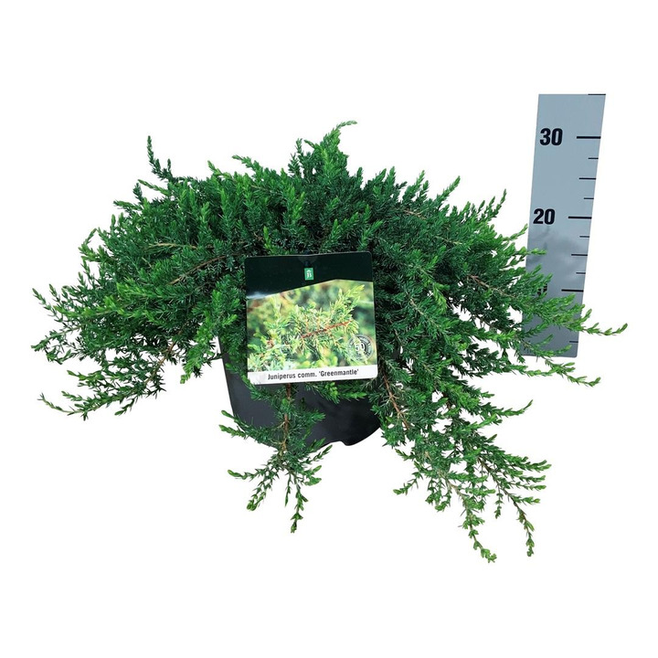 Kadagys paprastasis (Lot Juniperus comm.) 'Greenmantle' C7,5/P26 40-50 CM-KADAGIAI-SPYGLIUOČIAI