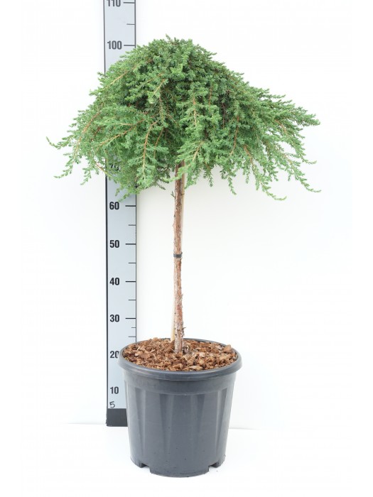 Kadagys paprastasis (Lot Juniperus comm.) 'Greenmantle' C15 KOTAS 60 CM-KADAGIAI-SPYGLIUOČIAI