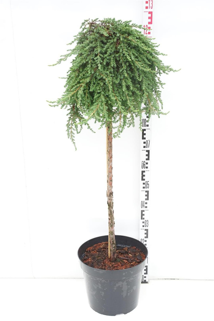 Kadagys paprastasis (Lot Juniperus comm.) 'Greenmantle' C15 KOTAS 90 CM-KADAGIAI-SPYGLIUOČIAI