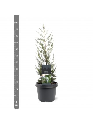 Kadagys kininis (Lot Juniperus chin.) 'Keteleeri' C3/P19 30-40 CM-KADAGIAI-SPYGLIUOČIAI