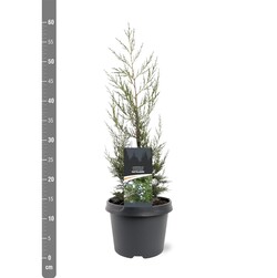Kadagys kininis (Lot Juniperus chin.) 'Keteleeri' C3/P19 30-40 CM - nuotrauka 2