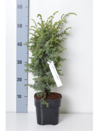 Kadagys paprastasis (Lot Juniperus comm.) 'Meyer' C2/P17 25-30 CM-KADAGIAI-SPYGLIUOČIAI