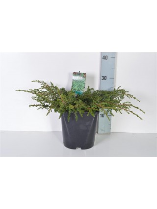 Kadagys paprastasis (Lot Juniperus comm.) 'Repanda' C5/P23 30-40 CM-KADAGIAI-SPYGLIUOČIAI