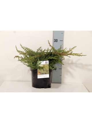 Kadagys paprastasis (Lot Juniperus comm.) 'Repanda' C2/P17 20-25 CM-KADAGIAI-SPYGLIUOČIAI